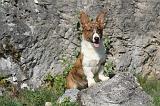CORGI CARDIGAN 068